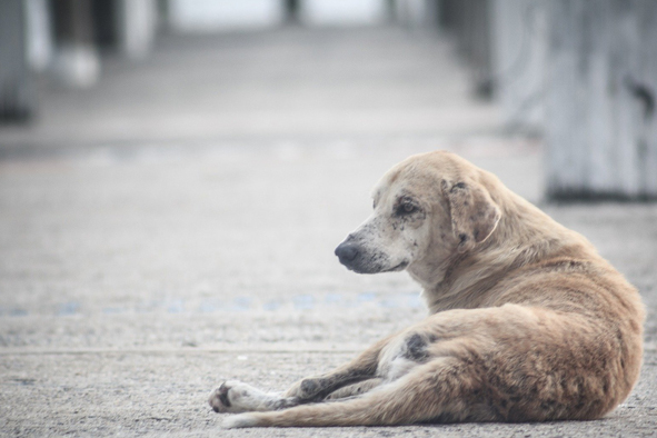 Programa vai oferecer comida e abrigo para animais de rua